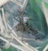 Agelena labyrinthica